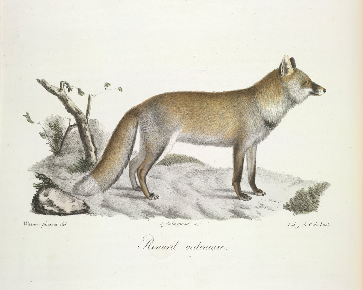 Közönséges róka. Fox, az emlősök természetrajzából (színes litho) alkotó: French School