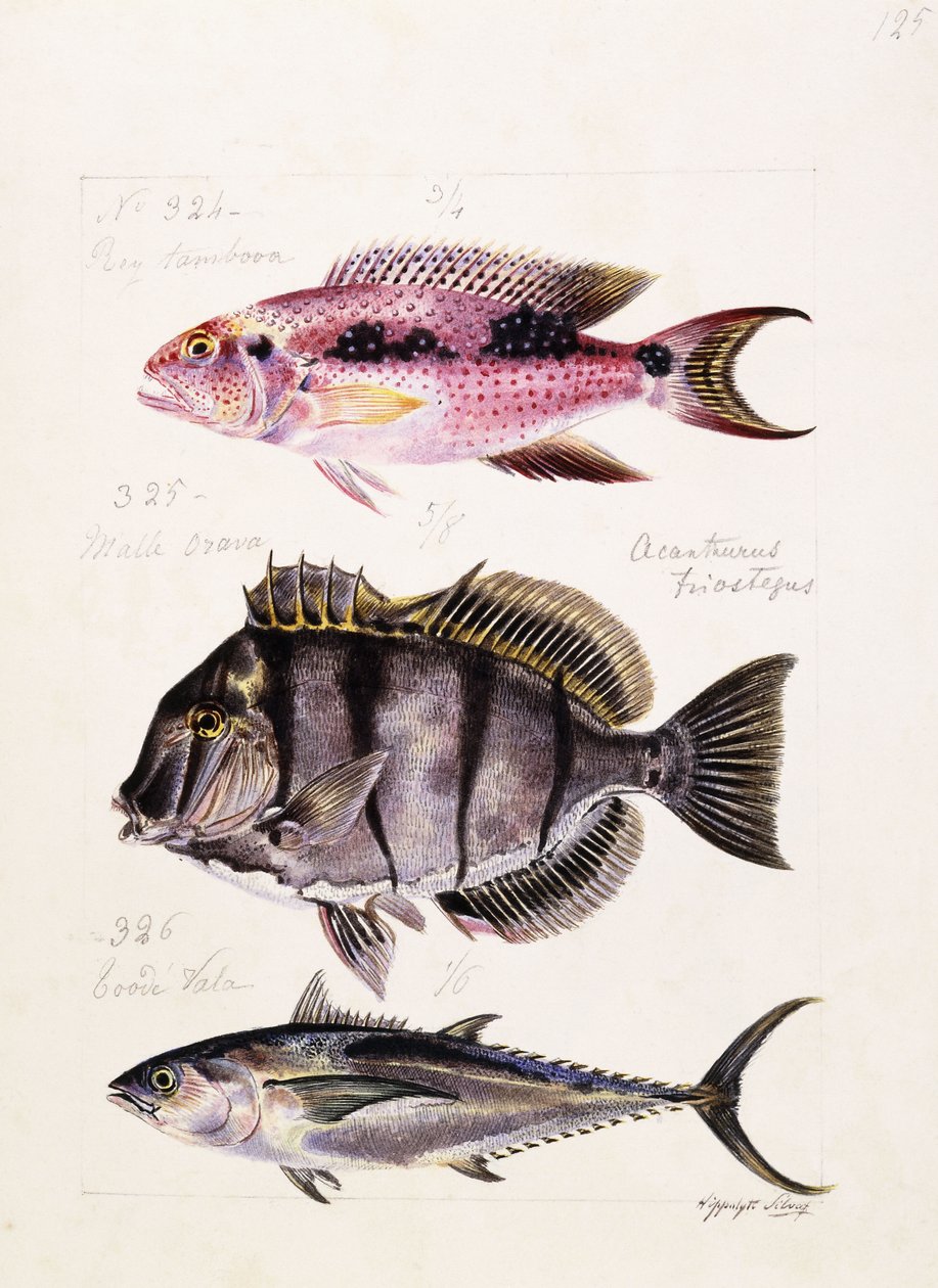 Ray Tambova Etz, 1850. o alkotó: French School