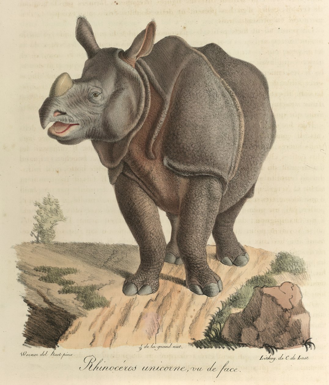 Egyszarvú orrszarvú. Orrszarvú, az emlősök természettörténetéből (színes litho) alkotó: French School