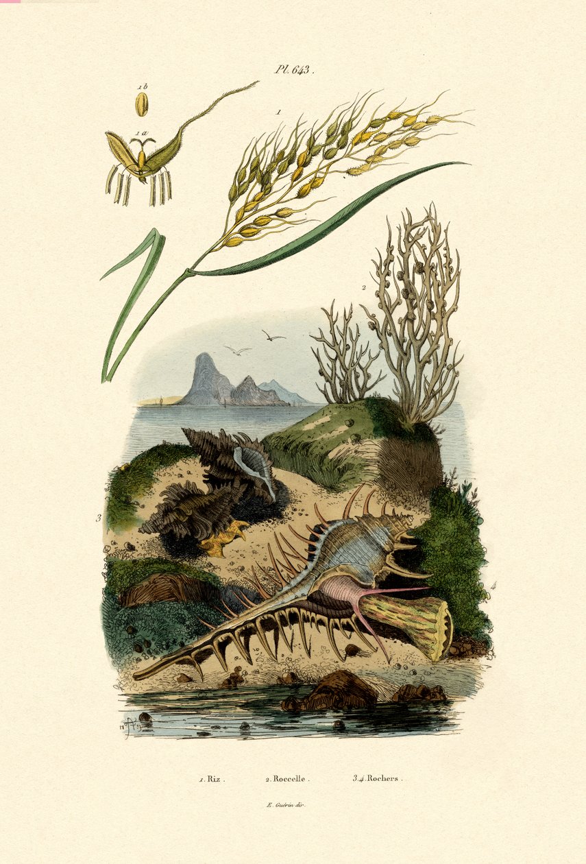 Rice, 1833-39 alkotó: French School
