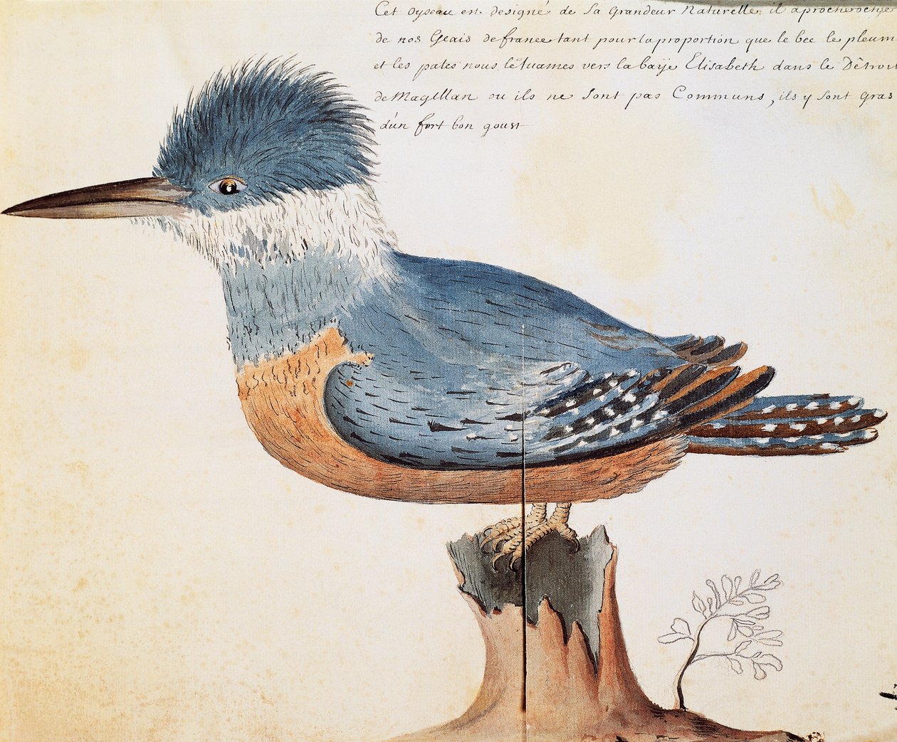 Gyűrűs jégmadár (Megaceryle torquata), Elizabeth-öböl, Magellán-szoros, akvarell Jacques Gouin de Beauchesne (1652-1730), a Compagnie royale de la Mer du Sud kapitánya naplójából, 1698-tól 1701-ig, Franciaország alkotó: French School