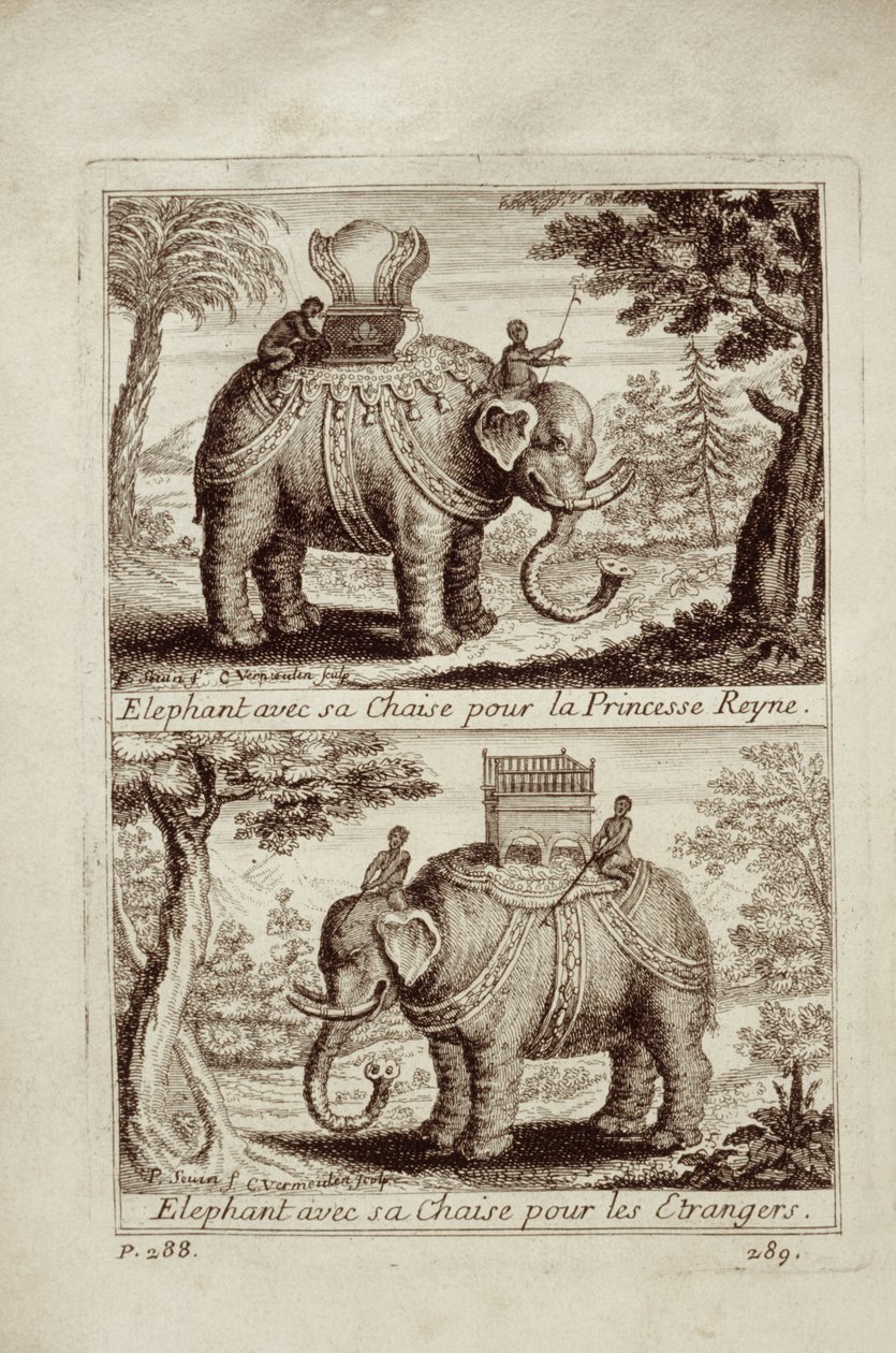 Királyi elefántok, Guy Tachard Voyage du Siam des Peres Jesuites-ból, 1688 alkotó: French School
