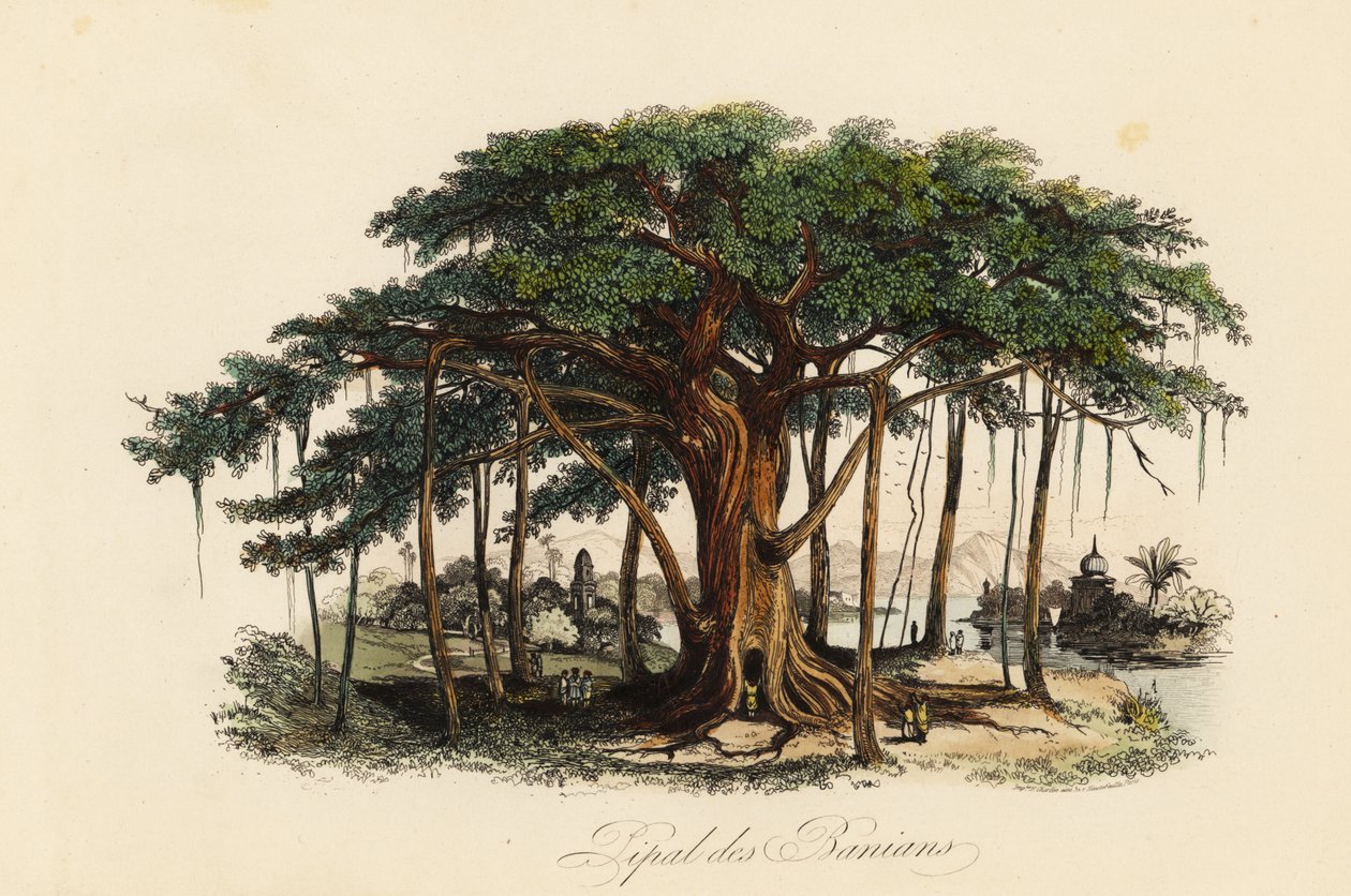 Szent fügefa, Ficus religiosa, más néven bodhi fa, bánfa, banianfa, pippala fa, peepul fa, peepal fa vagy ashwattha fa alkotó: French School