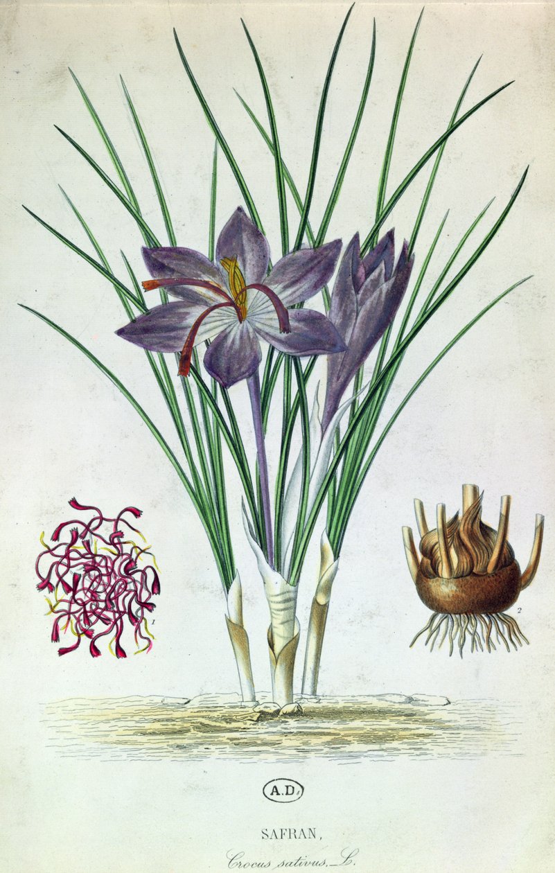Sáfrány (Crocus Sativus) alkotó: French School