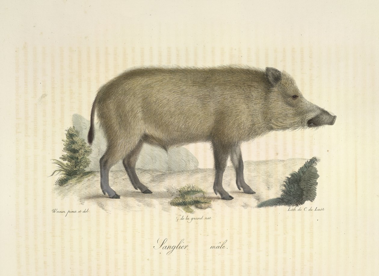 Kan, hím, az emlősök természetrajzából (színes litho) alkotó: French School