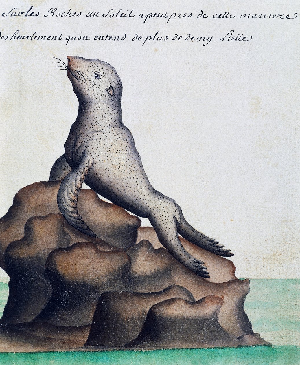 Fóka, Galápagos-szigetek, akvarell naplóból Jacques Gouin de Beauchesne (1652-1730), a Compagnie royale de la Mer du Sud kapitánya, 1698-1701, Franciaország alkotó: French School
