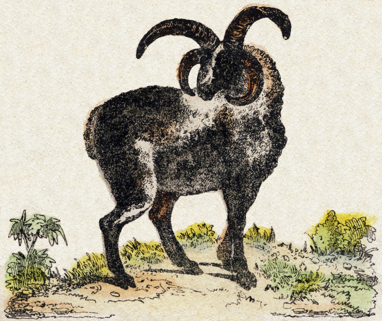 Juh. Metszet: „Alphabet des animaux sauvages””. 9. sorozat. Epinal, Pellerin, nyomdász-kiadó képei, 1870 körül. Metszetek fára, stencilezett. 16 oldal. Mérete: 20 x 15 cm. Magángyűjtemény alkotó: French School
