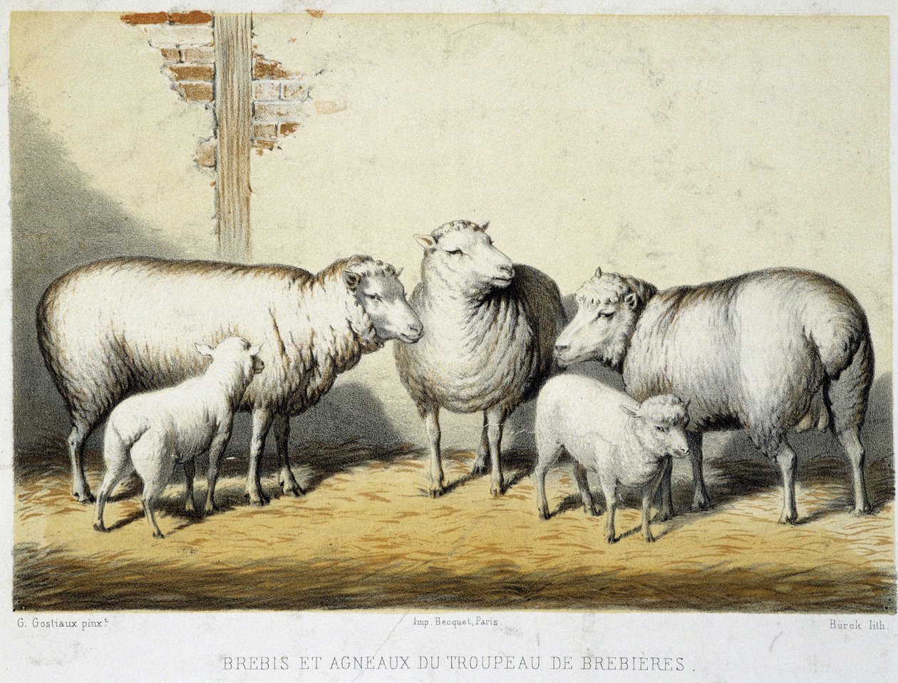 A Brebières-állomány juhai és bárányai - Litográfia alkotó: French School