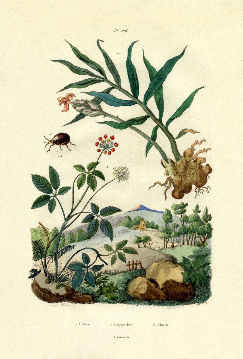 Fényes Pókbogár, 1833-39 alkotó: French School