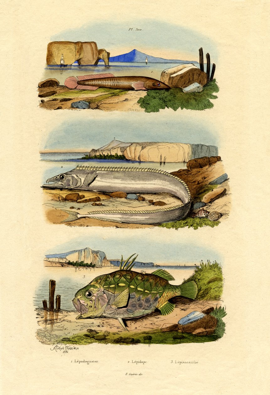 Shore Clingfish, 1833-39 alkotó: French School