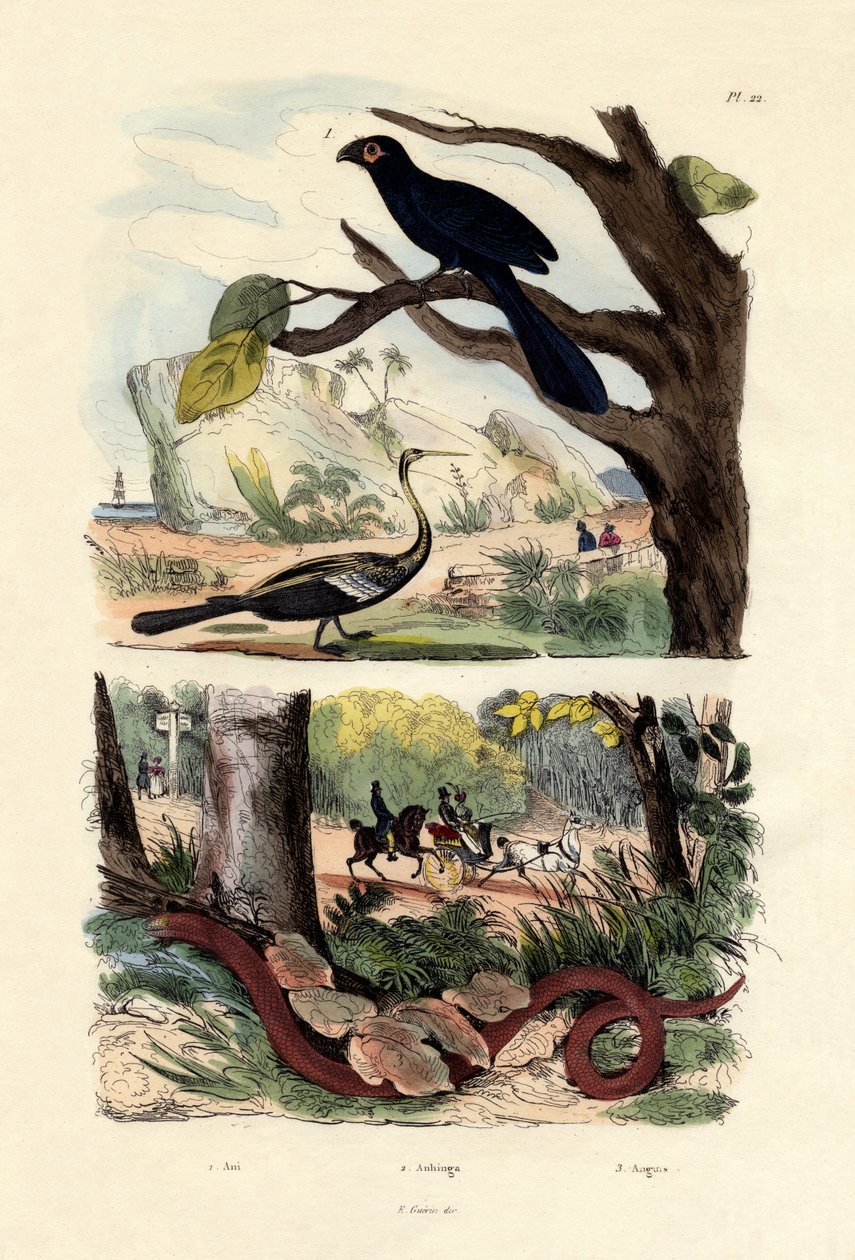 Simacsőrű Ani, 1833-39 alkotó: French School