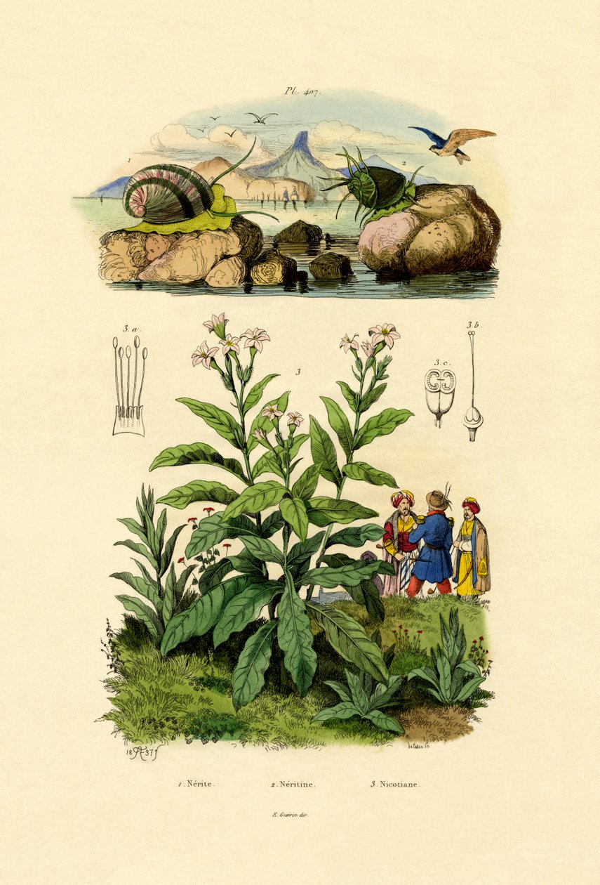 Csigák, 1833-39 alkotó: French School