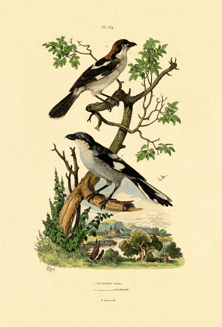 Southern Grey Shrike, 1833-39 alkotó: French School