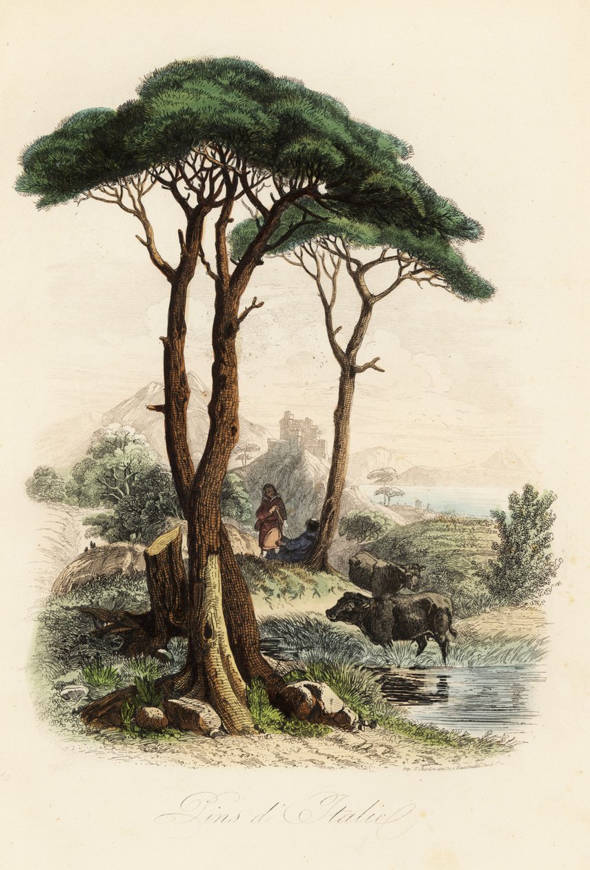 Kőfenyő, Pinus pinea, más néven olasz kőfenyő, esernyőfenyő és napernyőfenyő alkotó: French School