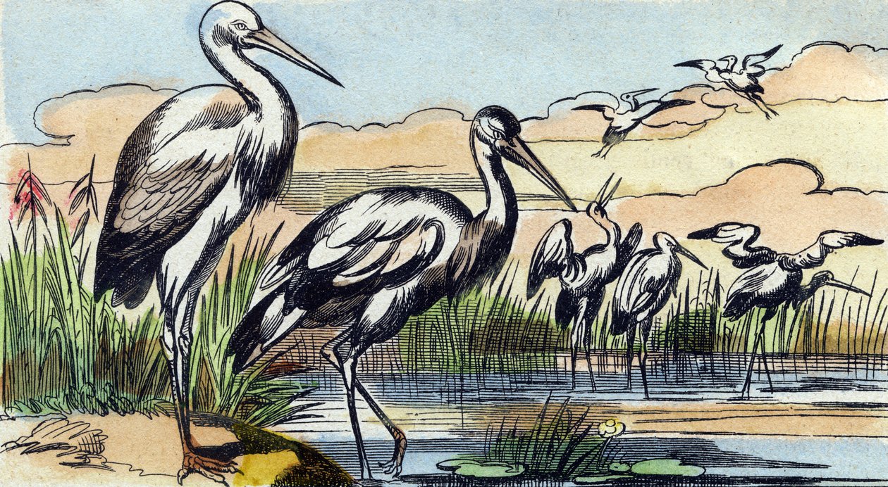 Gólya. Metszet "Buffon Alphabet des Oiseaux n 1". 3. Serie N 1. Epinal képalkotása, Epinal, 19. század vége. 16 oldal. Mérete: 28x21 cm alkotó: French School