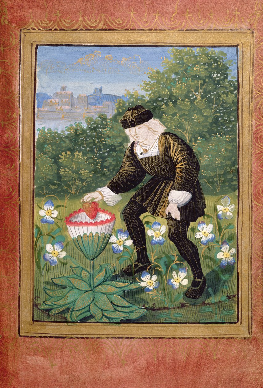 Stowe 955 ff.5v-6 Pierre Sala miniatűrje, amint „szívét” margarétává ejti, Pierre Sala „Petit Livre d