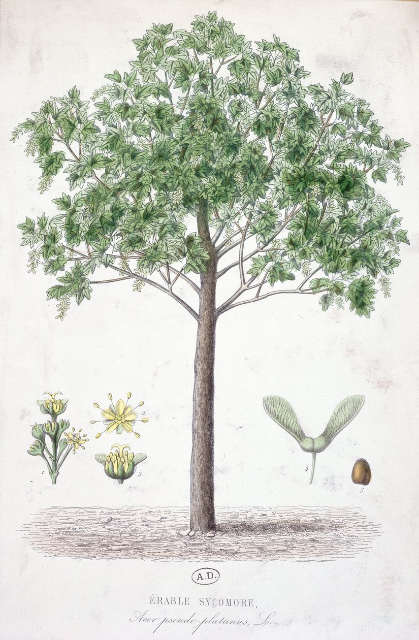 Platán juhar alkotó: French School