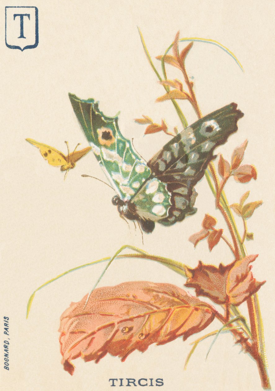 T: Tircis (Pararge aegeria) alkotó: French School