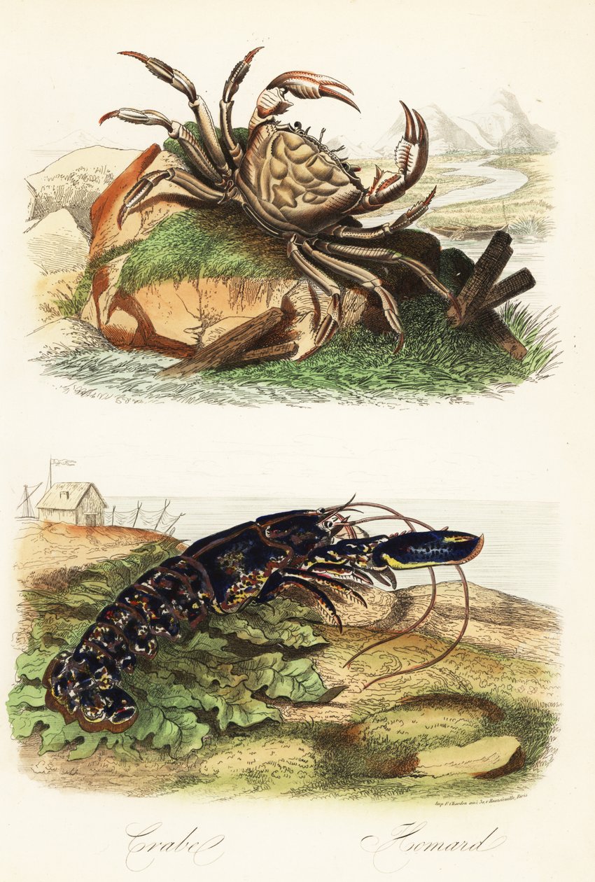 Tasmán óriásrák, Pseudocarcinus gigas és európai homár, Homarus gammarus alkotó: French School