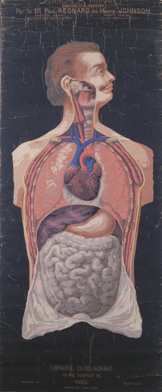 A mellkas és a gyomor, a Planches Murales dAnatomie et de Physiologie-ból, Dr. Paul Regnard és Henry Johnson alkotó: French School