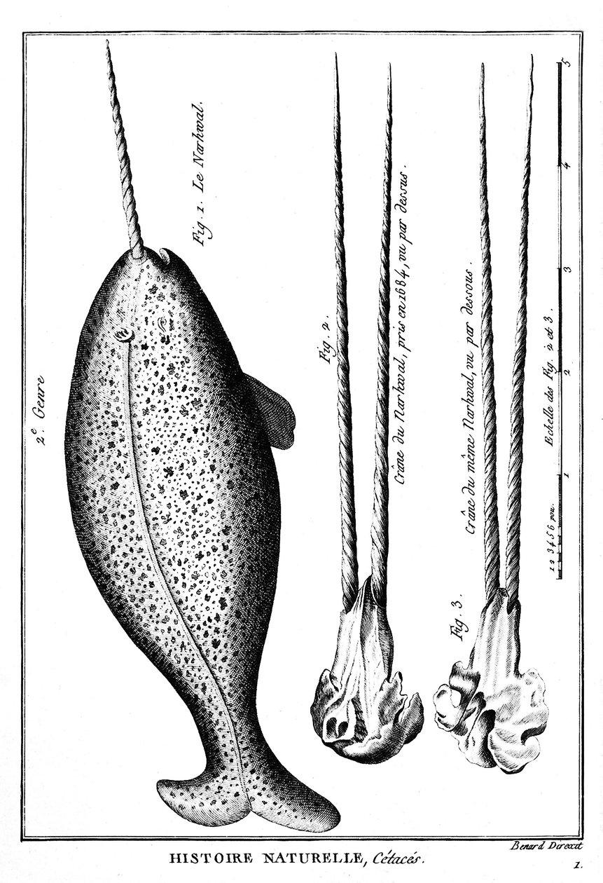 A Narvál vagy Narvál, egy cet – a „” Histoire naturelle”-ben” – metszet, n.d. alkotó: French School