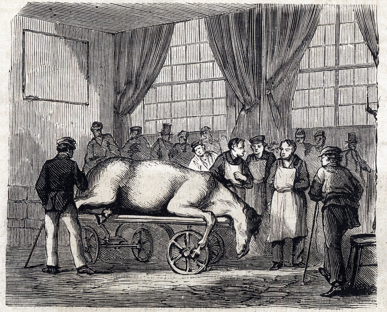 Alforti Nemzeti Állatorvosi Iskola - Les grandes écoles de France - Maison Alfort Állatorvosi Iskola 1866-ban - Műtő - 1866-os „Le monde illustrious” metszet alkotó: French School