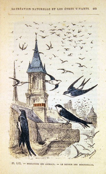 A fecskék visszatérése. 1880 körül (színes metszet) alkotó: French School