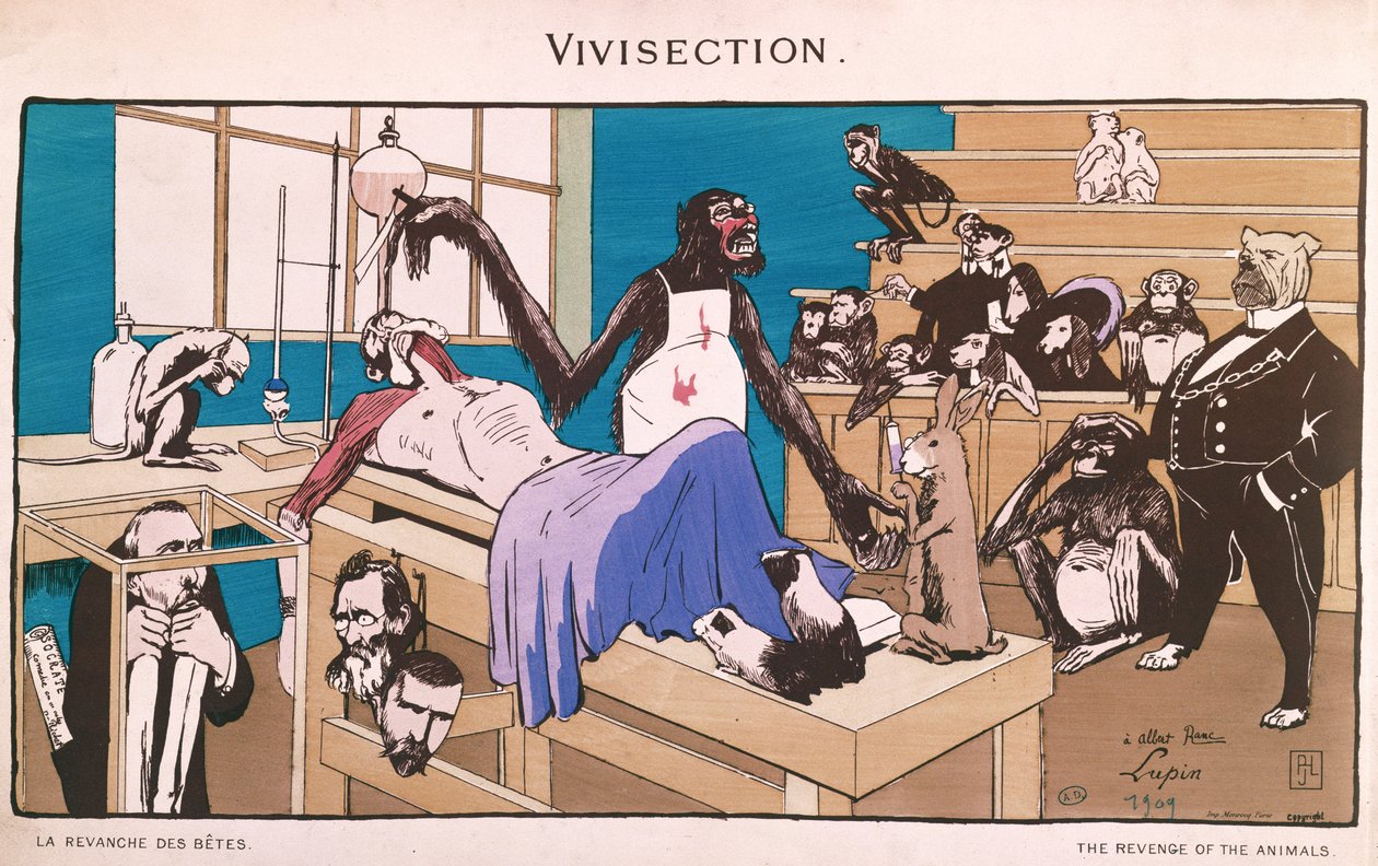 Az állatok bosszúja, vivisekció karikatúrája, 1909 alkotó: French School
