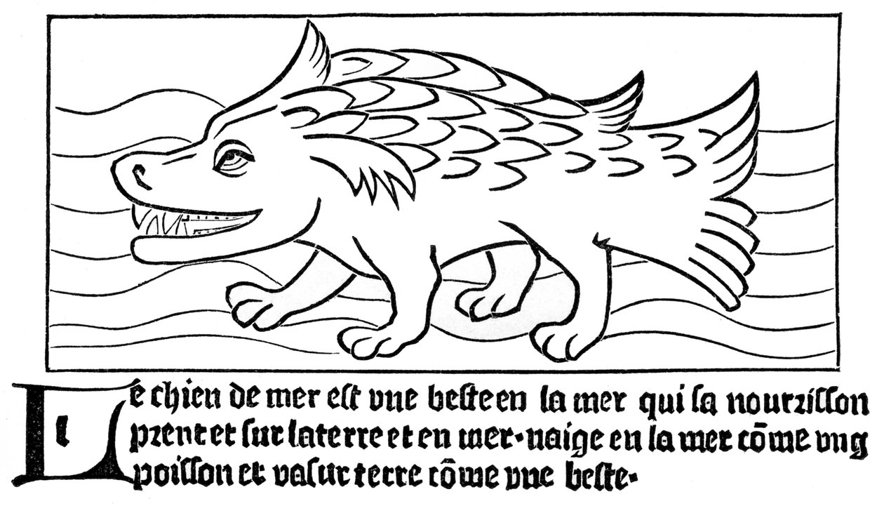 "A tengeri kutya" alkotó: French School