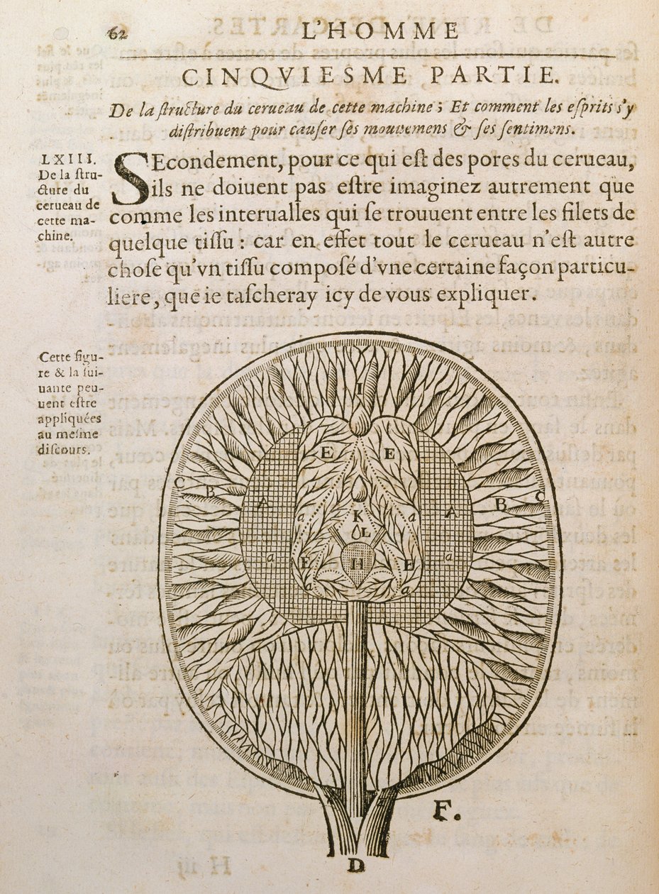 Az agy szerkezete, Rene Descartes (1596-1650) De Homine Figuris című művéből, Hágában, 1662-ben alkotó: French School