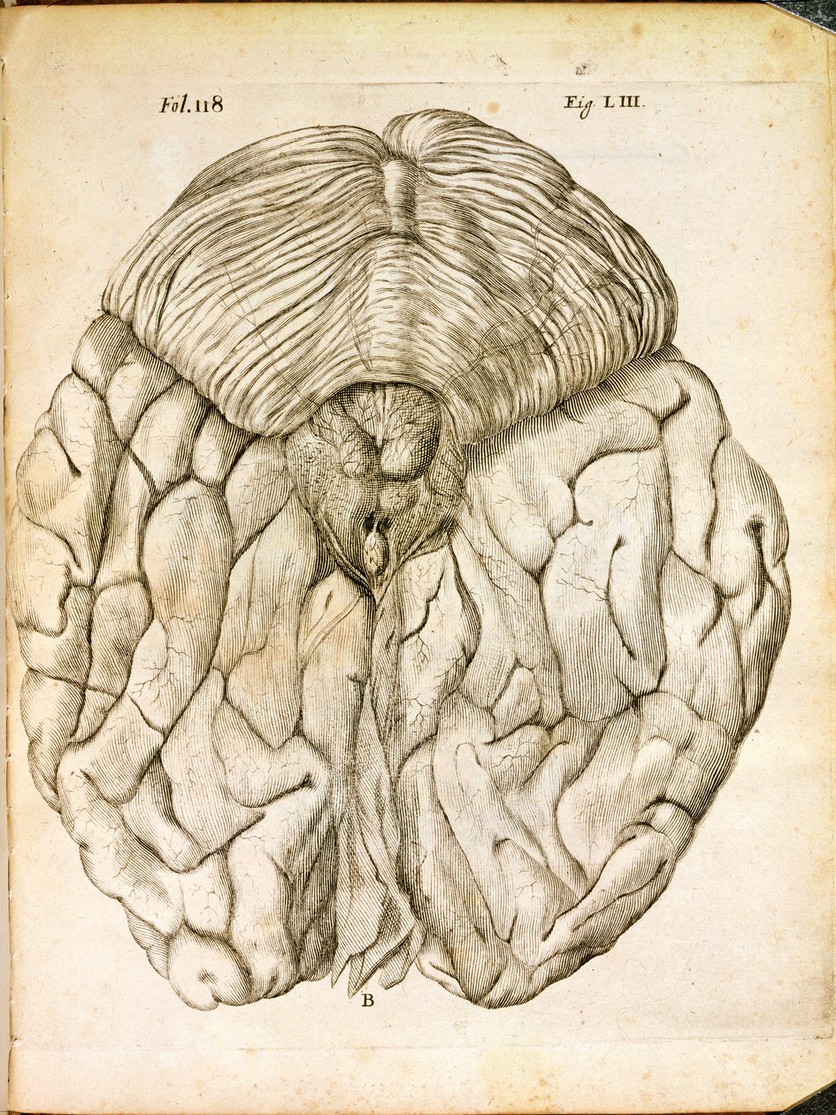 Az agy szerkezete, Rene Descartes (1596-1650) De Homine Figuris című művéből, Hágában, 1662-ben alkotó: French School