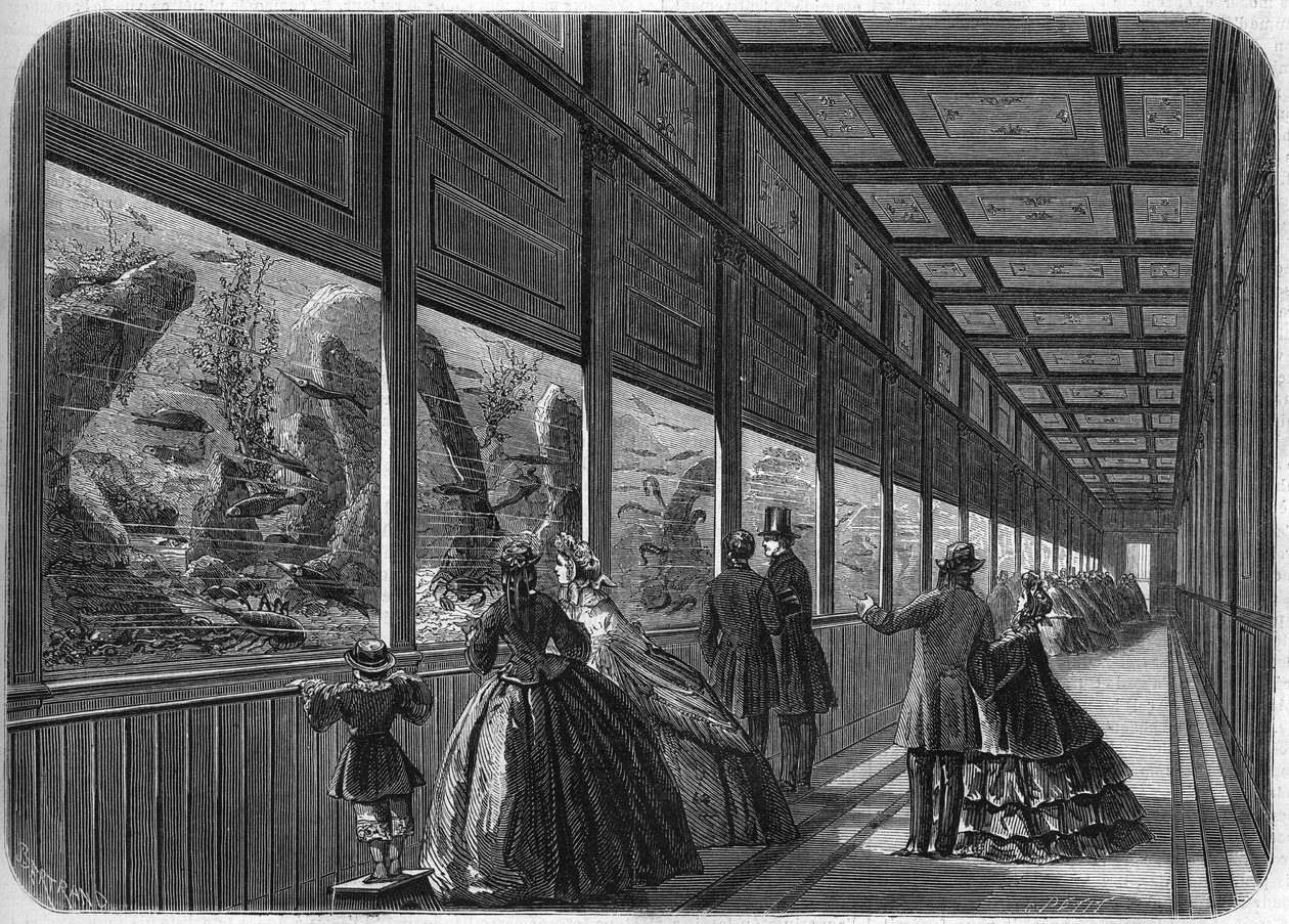 A párizsi akklimatizációs kert akváriuma 1863-ban. alkotó: French School