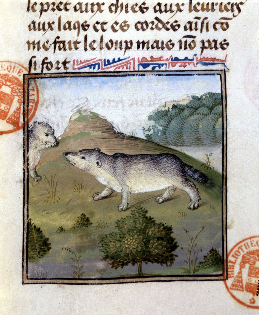 A borz - Gaston Phoebus, Foix grófja, Béarn ura "vadászkönyvében" alkotó: French School