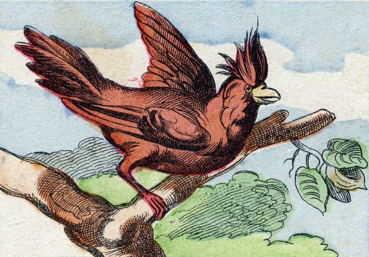 A bíboros. Metszet "Buffon Alphabet des Oiseaux n 2". 3. Serie N 2. Epinal képalkotása, Epinal, 19. század vége. 16 oldal. Mérete: 28x21 cm alkotó: French School