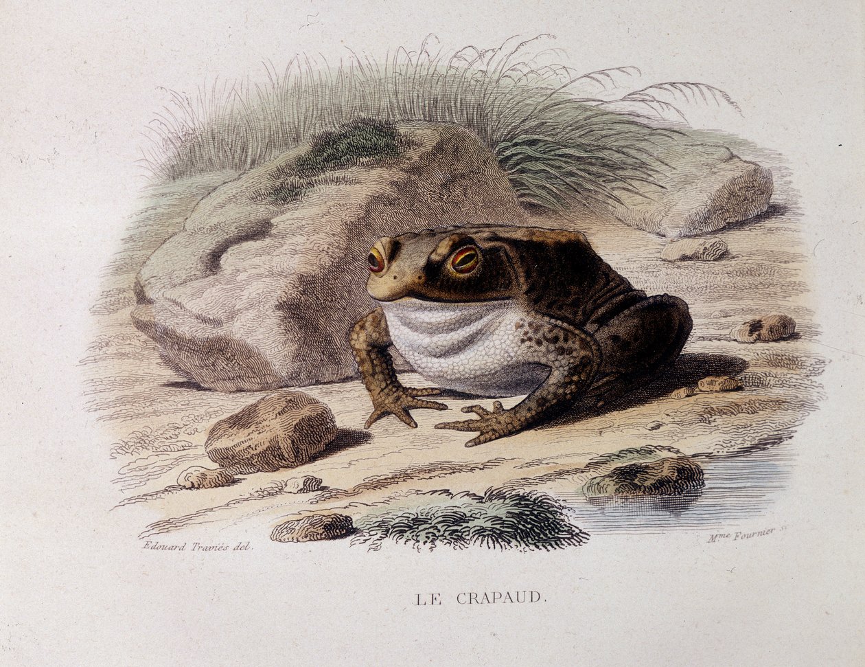 A közönséges varangy (Bufo bufo) - "" Lacepedében"" alkotó: French School