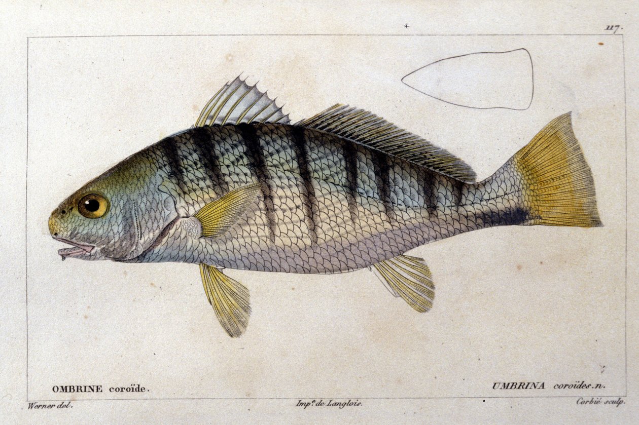 A coroid umbrine Cuvier, Valenciennes, Párizs „A halak természettörténete” után alkotó: French School