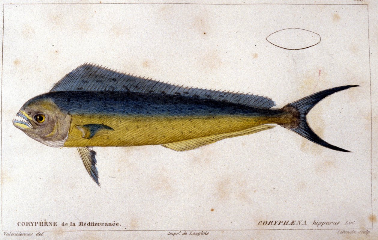 A Földközi-tenger delfinhalai Cuvier, Valenciennes, Párizs „A halak természettörténete” nyomán alkotó: French School