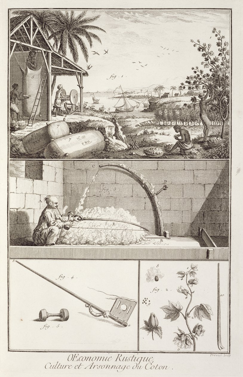 A gyapot termesztése, Denis Diderot (1713-84) Encyclopediájából, A. Provost (fl.1834-55) metszete, 1760 körül alkotó: French School