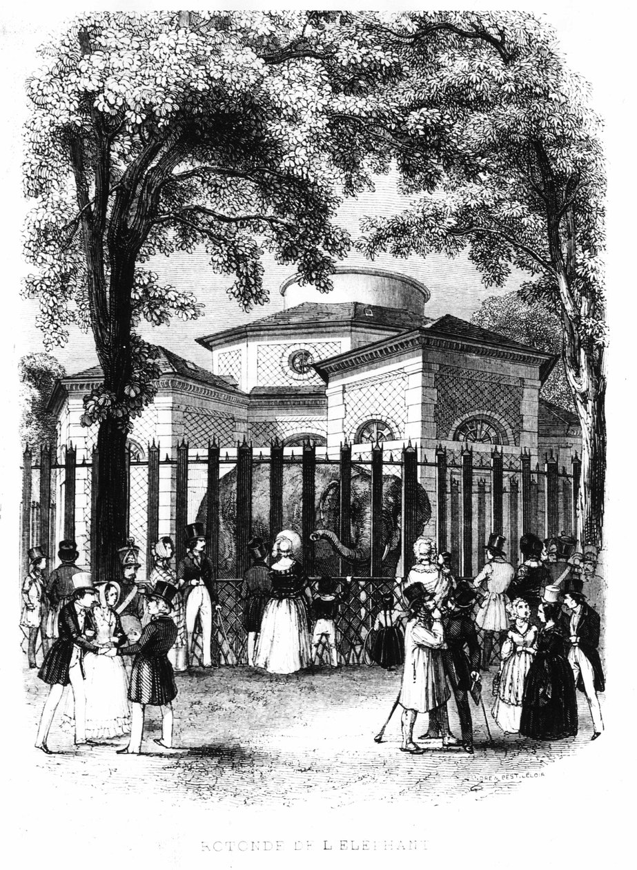 Az elefánt rotunda a párizsi növények kertjéből - metszet alkotó: French School