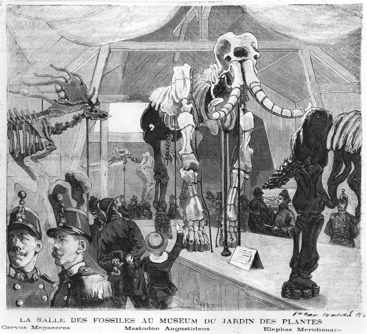 A párizsi Természettudományi Múzeum fosszilis szobája, 1880 körül alkotó: French School