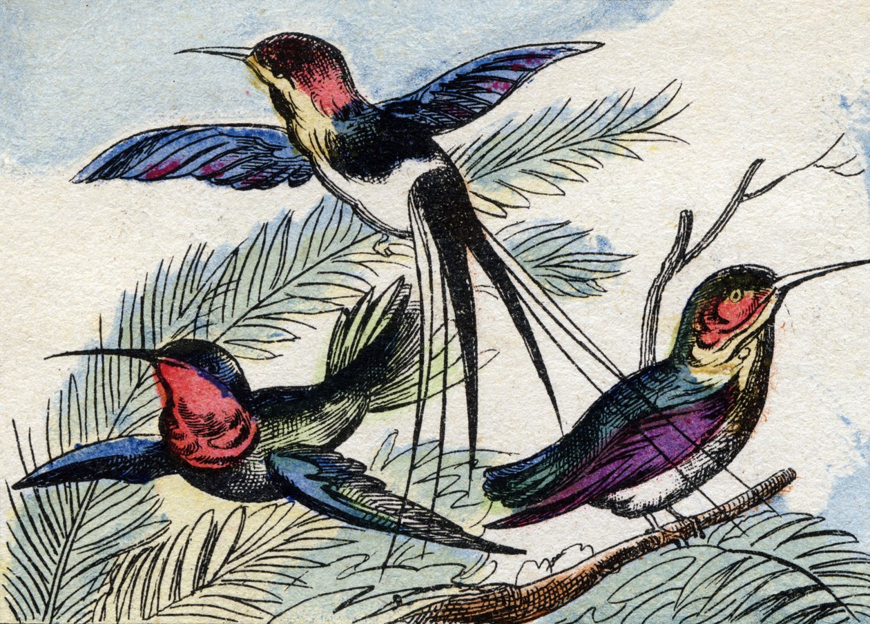 A kolibri. Metszet "Buffon Alphabet des Oiseaux n 2". 3. Serie N 2. Epinal képalkotása, Epinal, 19. század vége. 16 oldal. Mérete: 28x21 cm alkotó: French School