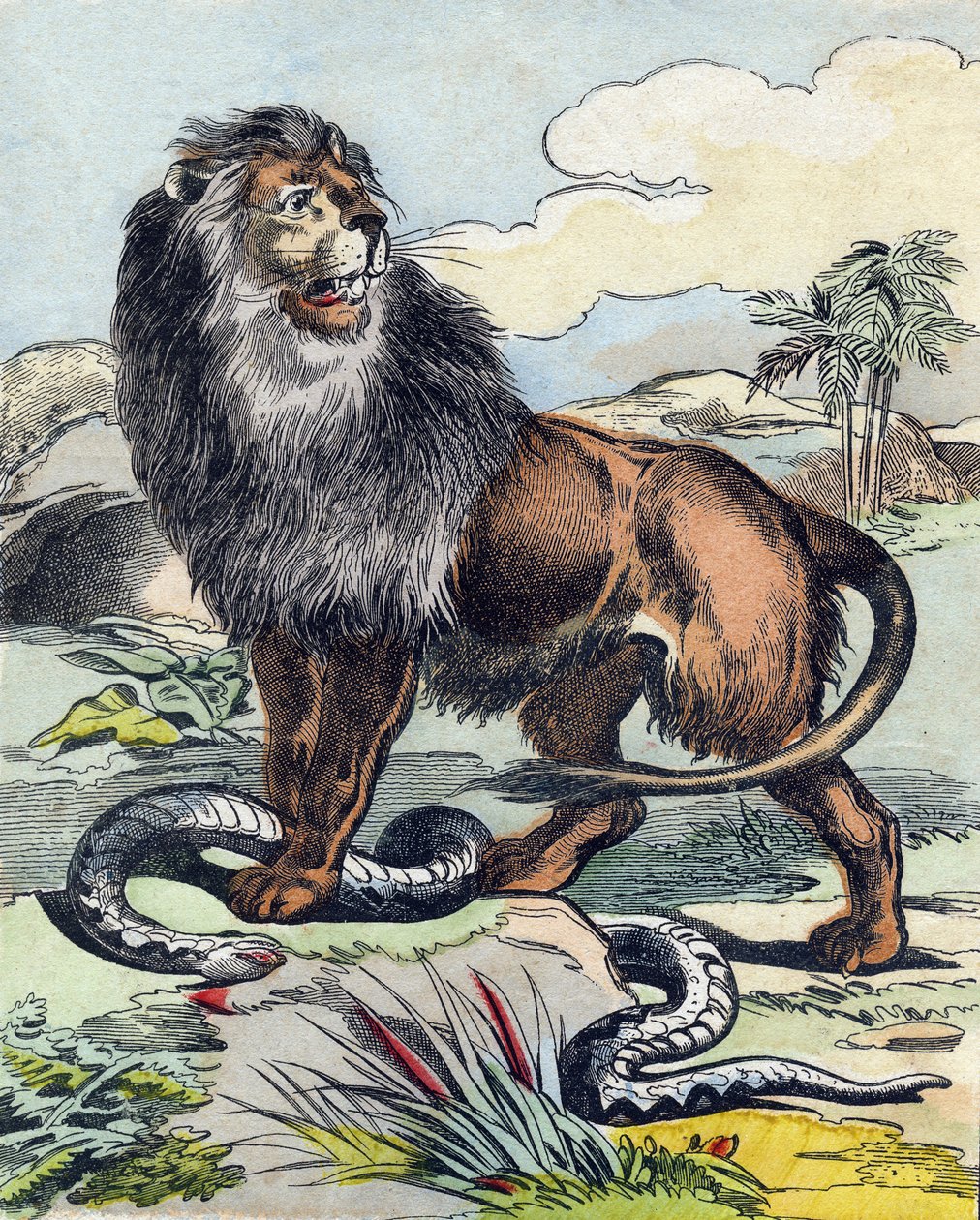 Az oroszlán. Metszet „Buffon Alphabet des Animaux". 3. sorozat N 1. Epinal képalkotása, Epinal, 19. század vége. 16 oldal. Mérete: 28x21 cm alkotó: French School