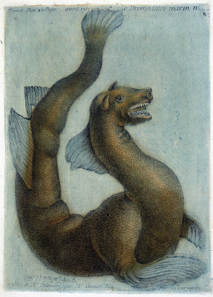 A tengeri teve. Illusztráció: M. Toussaint (1756) a „Periodikus megfigyelések a fizikáról, természetrajzról és művészetekről” c. alkotó: French School