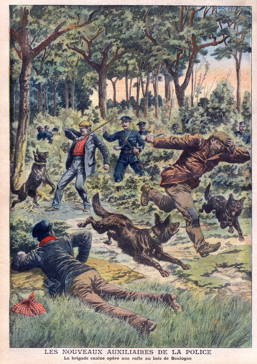 Az új rendőri segédcsapatok: a kutyás brigád körözést végez a Bois de Boulogne-ban, illusztráció a július 28-i „Le Petit Journal”-ból alkotó: French School