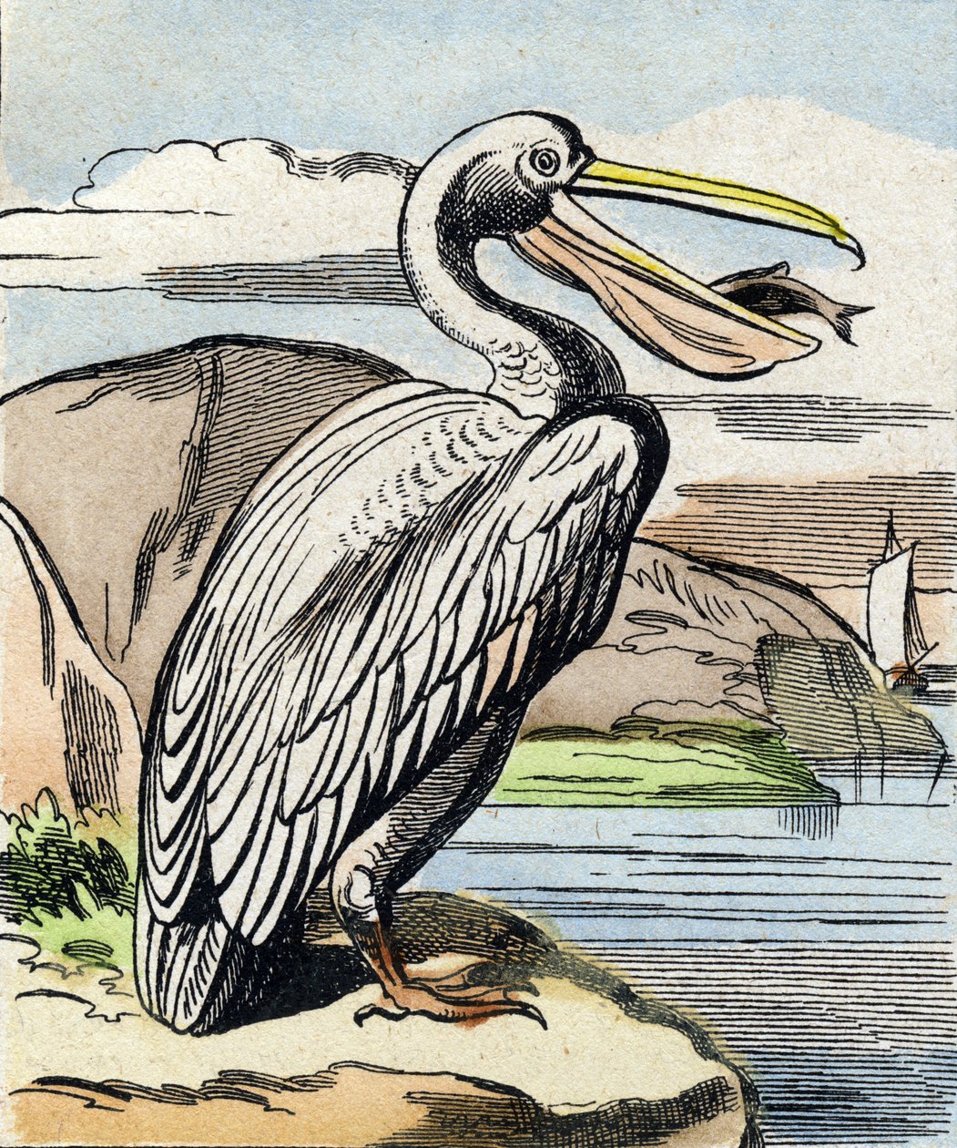 A pelikán. Metszet "Buffon Alphabet des Oiseaux n 1". 3. Serie N 1. Epinal képalkotása, Epinal, 19. század vége. 16 oldal. Mérete: 28x21 cm alkotó: French School