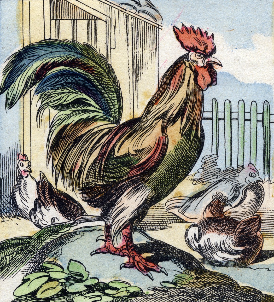 A kakas. Metszet "Buffon Alphabet des Oiseaux n 2". 3. Serie N 2. Epinal képalkotása, Epinal, 19. század vége. 16 oldal. Mérete: 28x21 cm alkotó: French School