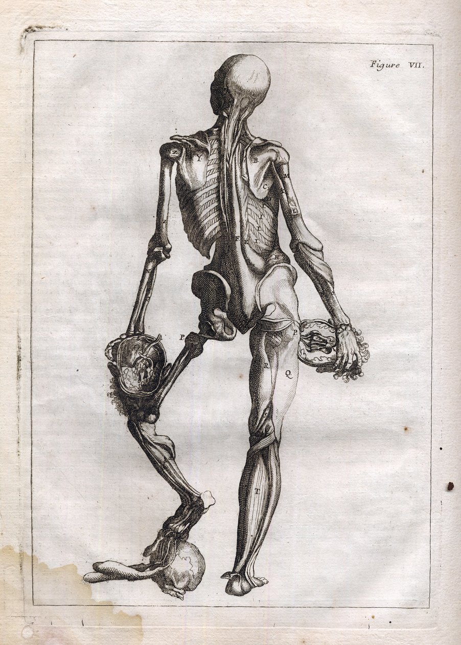 Ez a figura kielégítheti azok kíváncsiságát, akik szeretnék látni a Corps depouille to the Bones-t - "Abstract Anatomy, a festészet és szobrászat művészetéhez alkalmazkodva" metszet - "" Abrege d