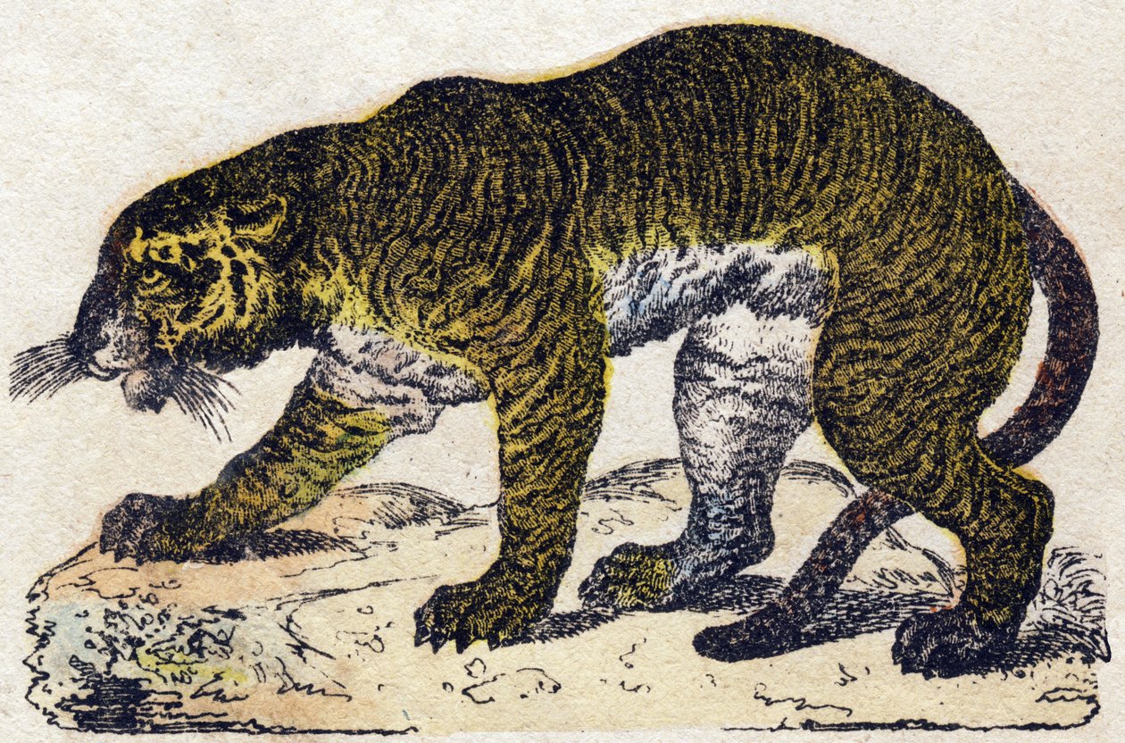 Tigris. Metszet: „Alphabet des animaux sauvages””. 9. sorozat. Epinal, Pellerin, nyomdász-kiadó képei, 1870 körül. Metszetek fára, stencilezett. 16 oldal. Mérete: 20 x 15 cm. Magángyűjtemény alkotó: French School