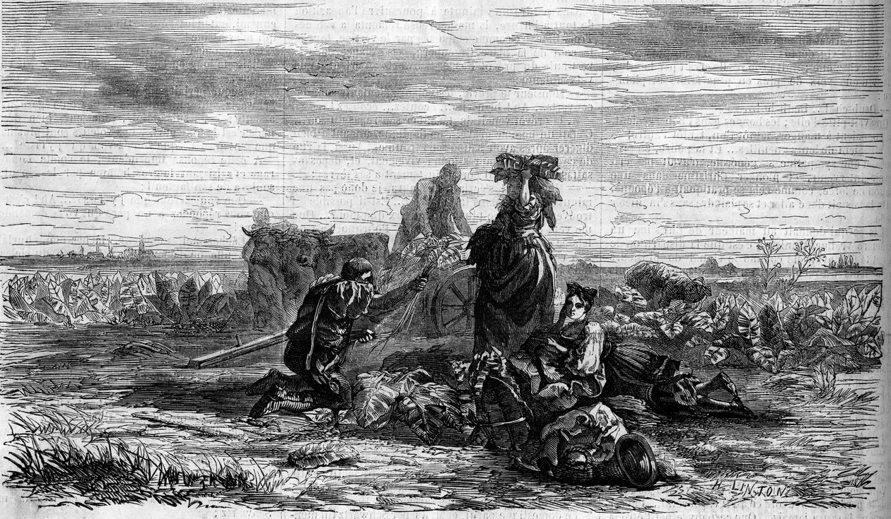 Dohánytermesztés: a betakarítás. Metszet a „” The Illustrated World”” 155. számában, március 31 alkotó: French School