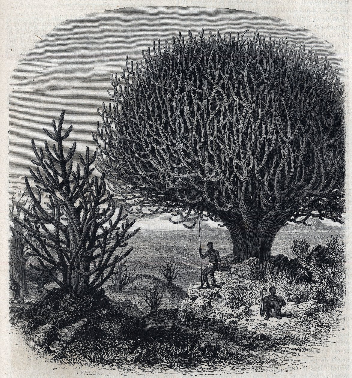 Euphorbo fa Kelet-Afrikában (Szudán). Freeman gravírozása a „" The Picturesque Magasin"-ban alkotó: French School